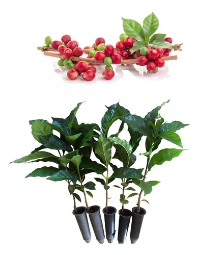 Mudas e sementes de café