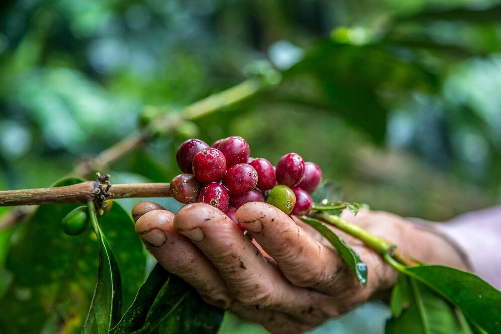 Sobre a plantação de café